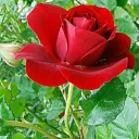 saurabh1329