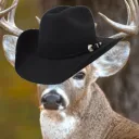 randeer