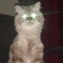 potato
