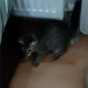 slyp3r