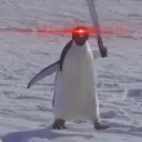 bjork99 avatar