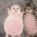 m0nttan_a
