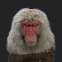 frazyaka