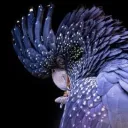 aster.darling