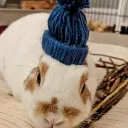 paulteus