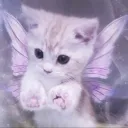 catlauvrr
