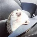 glamsillo_