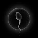 attacksperm