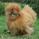 crosssnake505 avatar