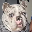 shortformikael