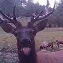 3ggydevs