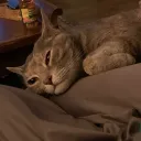theamazingcatm