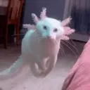doofymcdoofster