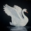 swanny4992