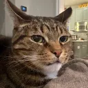 whenthecatfat