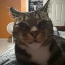 whenthecatfat