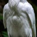 whiteraven1233