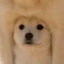 bonima_886