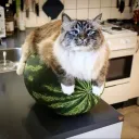 dodo_orange