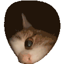 pacsterwastaken