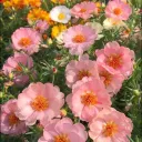 sakura0810.