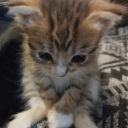 avatar 𝓴𝓪𝓶𝓲𝓵ッ☣☢♛✞