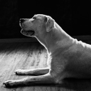 avatar 𝒮𝑒𝓁𝒾𝓃𝒶