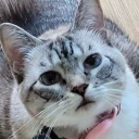 drippycatbigmoney's Avatar