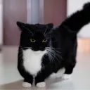 therealunicat