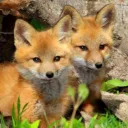 foxie6004