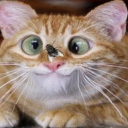 avatar Vlammetjes