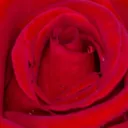 msrose03221
