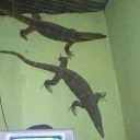 avatar biawak cengkareng