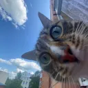 ynifay