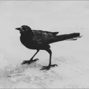 ravens3104
