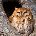 avatar ★𝓭𝓮𝓭𝓲𝓷𝓰★