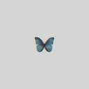 avatar Butterfly ʚɞ
