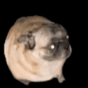 wam_pus