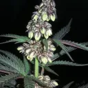 ibenpharmin.eth