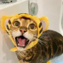 ogisacat