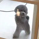 adminfish_