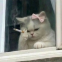 avatar bánh gừng🍪