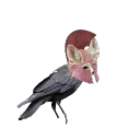 zhigaoman
