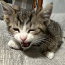 avatar Nonchalant Tom