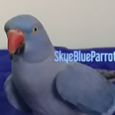 avatar SkyeBlueParrot