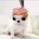 qqliz