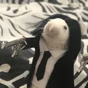 filipperski