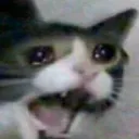 zucchini._. avatar