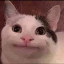 Strange_Cat avatar