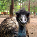 avatar emu